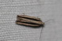 Mirificarma interrupta