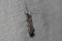 Paraswammerdamia albicapitella