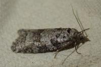 Eana derivana