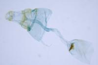 Depressaria albipunctella