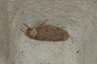 Depressaria albipunctella