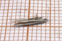 Coleophora eupreta