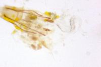 Coleophora eupreta