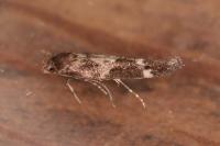 Mompha subbistrigella
