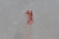 Mompha subbistrigella