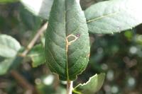 Rosetea rosetella