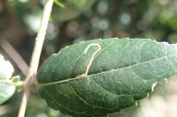 Rosetea rosetella