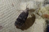 Gelechia scotinella