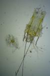 Gelechia scotinella