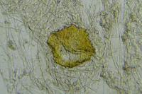 Gelechia scotinella