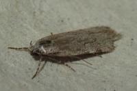 Teleiodes saltuum