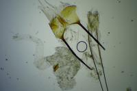 Teleiodes saltuum