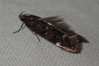 Neofriseria peliella