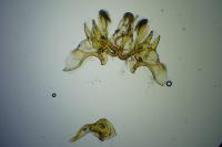 Neofriseria peliella