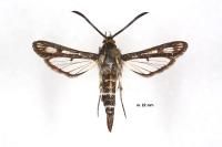 Chamaesphecia mysiniformis