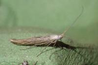 Coleophora lixella
