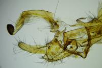 Coleophora lixella