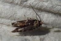 Mompha lacteella