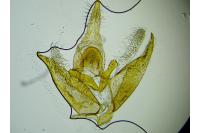 Mompha lacteella