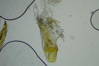 Mompha lacteella