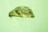 Cochylis epilinana
