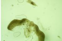 Pammene fasciana
