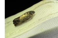 Pammene fasciana