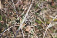 Scythris dorycniella