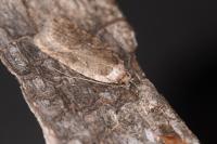 Agonopterix heracliana