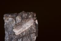Agonopterix heracliana