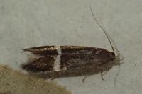 Aproaerema cinctella
