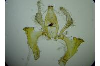 Aproaerema cinctella