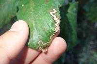 Stigmella aurella