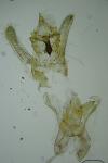 Brachmia