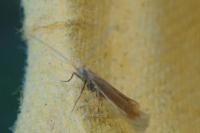 Coleophora niveicostella