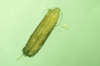 Monochroa cytisella