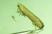 Monochroa cytisella