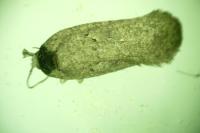 Agonopterix scopariella