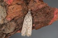 Gelechia asinella