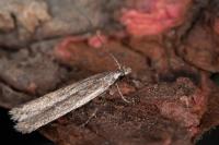Gelechia asinella