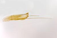 Gelechia asinella