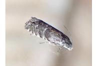 Pammene splendidulana
