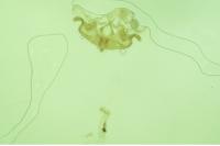 Coleophora texanella