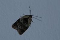 Acleris variegana