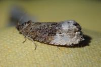 Hedya nubiferana