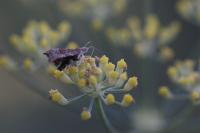 Choreutis nemorana