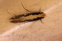 Monopis crocicapitella