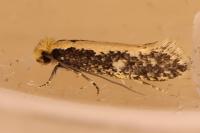 Monopis crocicapitella