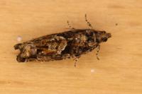 Epinotia immundana