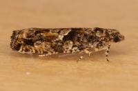 Epinotia immundana